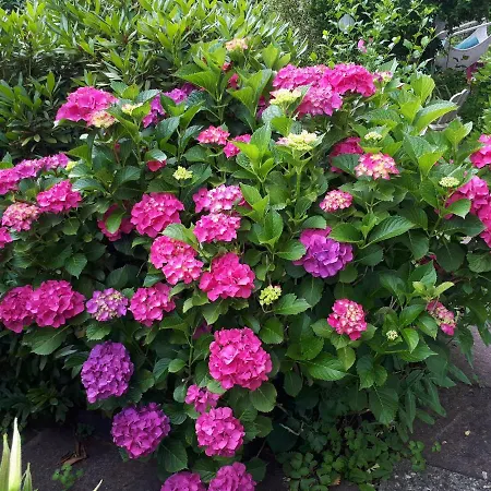 Rottgarten Lejlighed