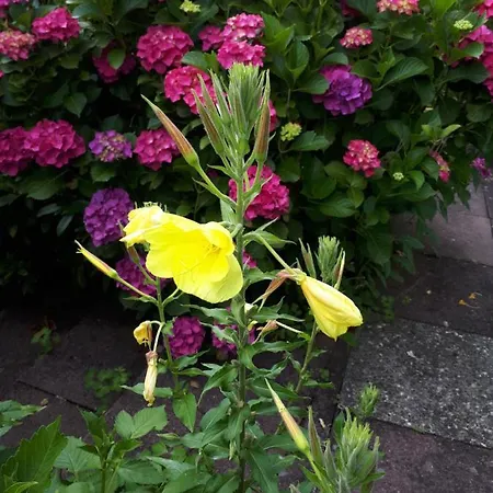 Rottgarten Gelnhausen