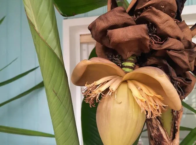 Rottgarten Apartman *