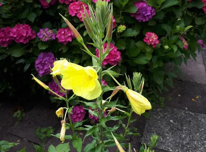 Rottgarten Gelnhausen